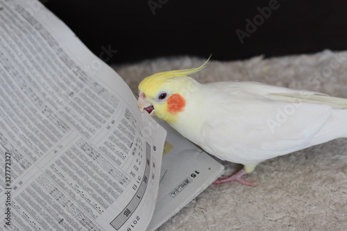 新聞紙をかじる一羽のオカメインコ