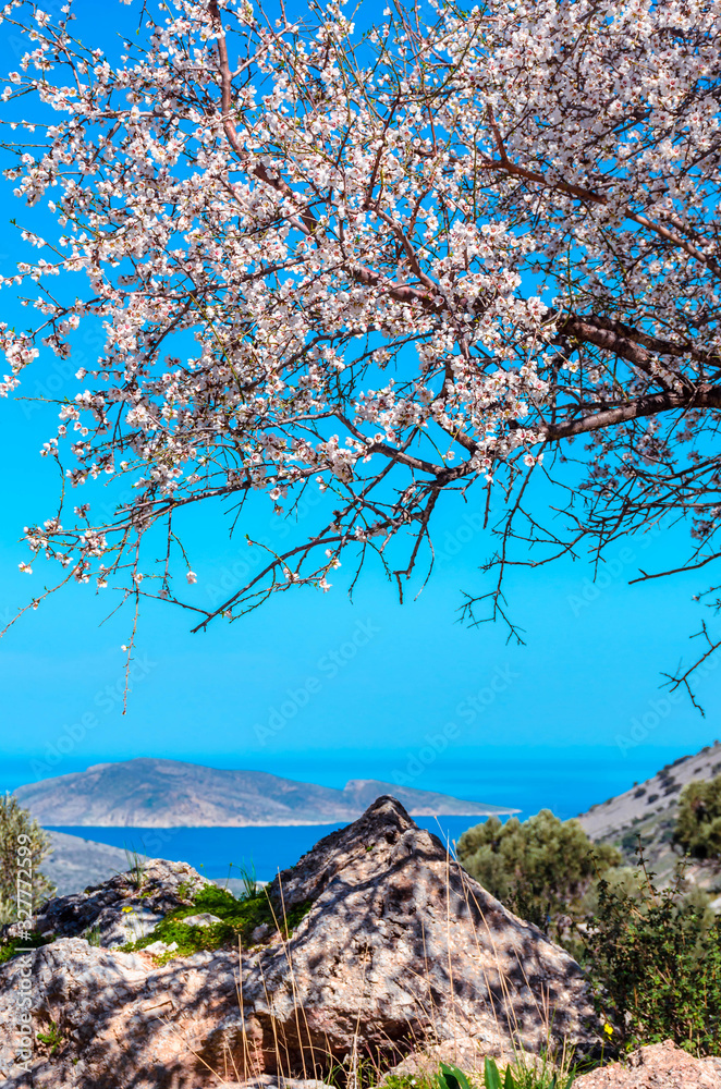 Brunches of blossoming almond tree. Shallow depth of field. Brunches of blossoming almond tree. Shallow depth of field.