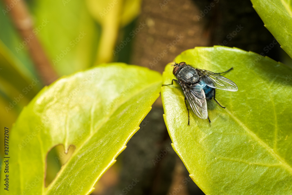 Fototapeta premium Mosca su foglia
