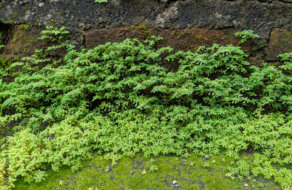 Pilea microphylla is also known as rockweed, moss on the wall, small grass growing in brick walls Pilea microphylla is also known as rockweed, moss on the wall, small grass growing in brick walls