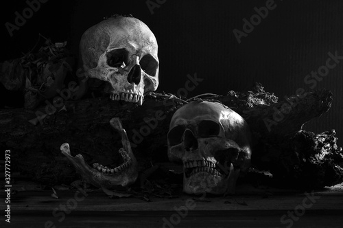 Pile of skulls on old timber in dark tone have The light shines on the right side./ Still life and art image..