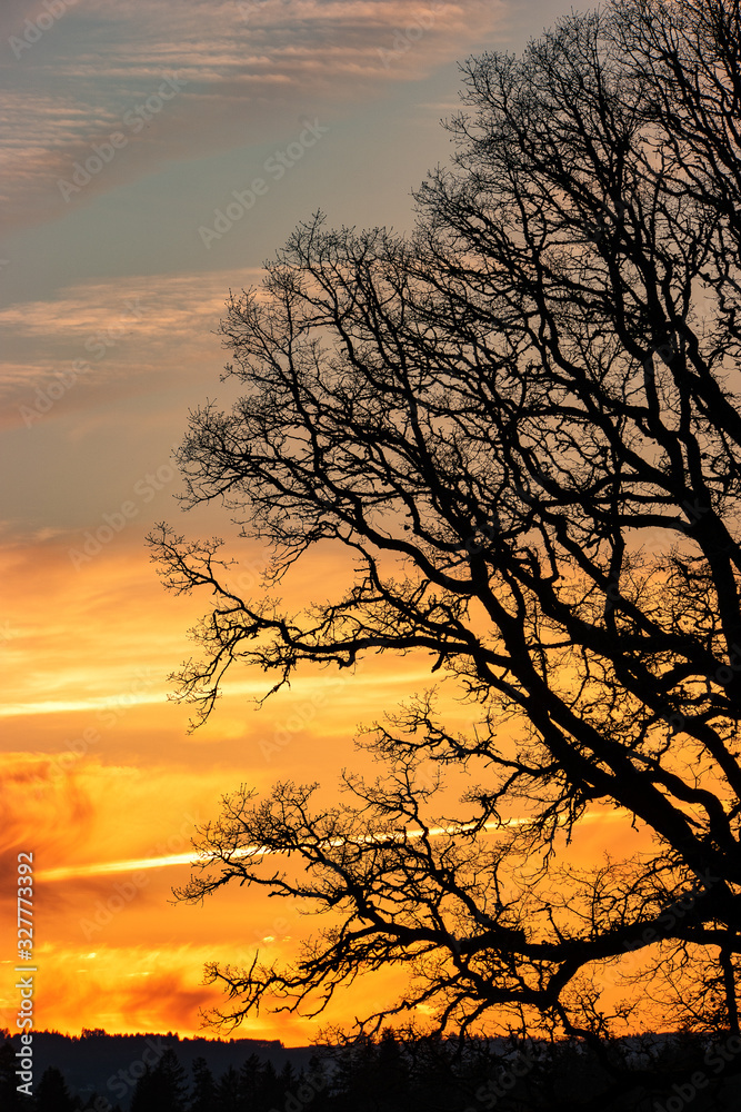 Oak Tree Silhouette Against A Winter Sunset Sky