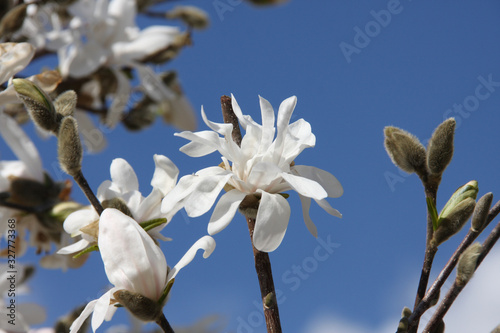 White flowering blossoms of white star magnolia stellata against a bright blue sky in early spring time