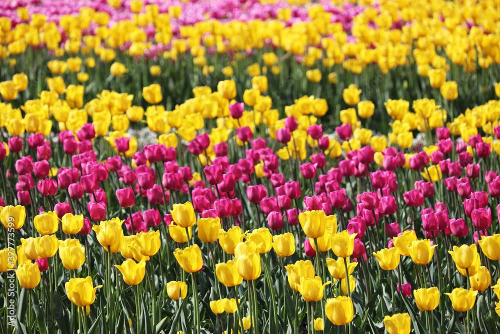 Field of blooming tulips in sunny day, selective focus. Spring season, yellow and purple tulip flowers, colorful floral background