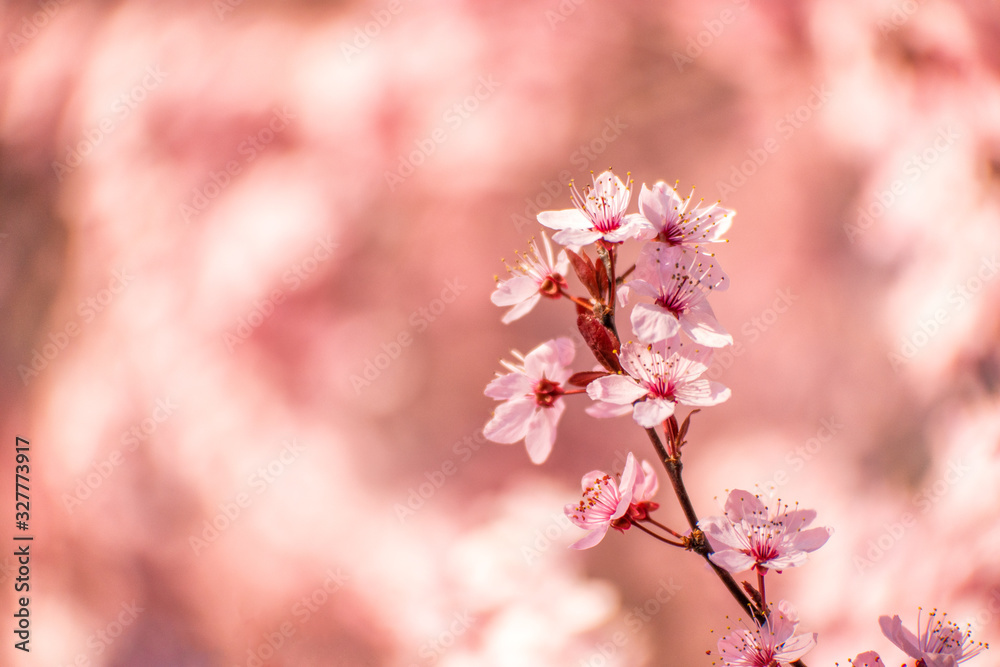 Cherry blossoms in Portland, Oregon
