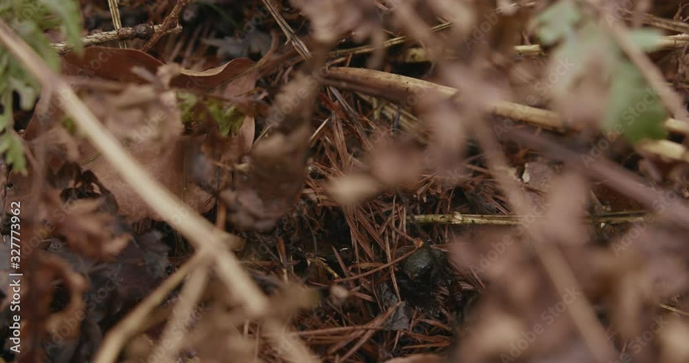 The texture of a wet brown forest floor is seen in this macro shot. A rack focus to the deeper ground layers with fallen leaves and needles in close up. The texture of a wet brown forest floor is seen in this macro shot. A rack focus to the deeper ground layers with fallen leaves and needles in close up.