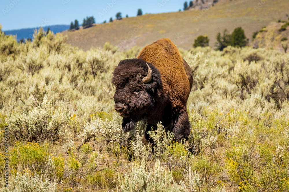 Wild Bison at Yellowstone Wild Bison at Yellowstone