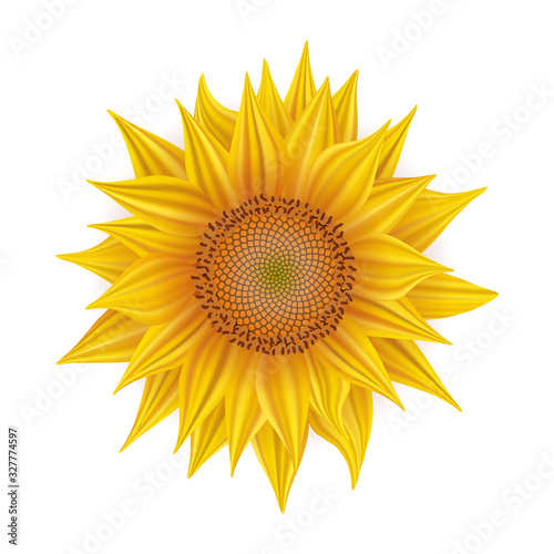 Fototapeta Naklejka Na Ścianę i Meble -  Sunflower on white background, realistic vector, yellow flower on white background	