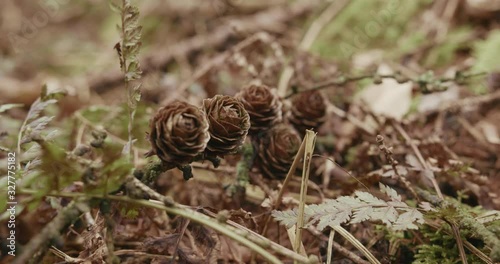 A close up shot of small fir cones laying on a brown forest floor. A focus pull to the fir cones further back. Shot in the woods in The Netherlands, the European Coversbos photo