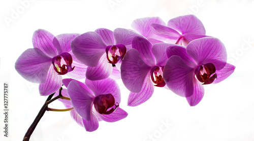 Beautiful pink orchid  closeup shot  white background. Violet branch phalaenopsis on a white background.