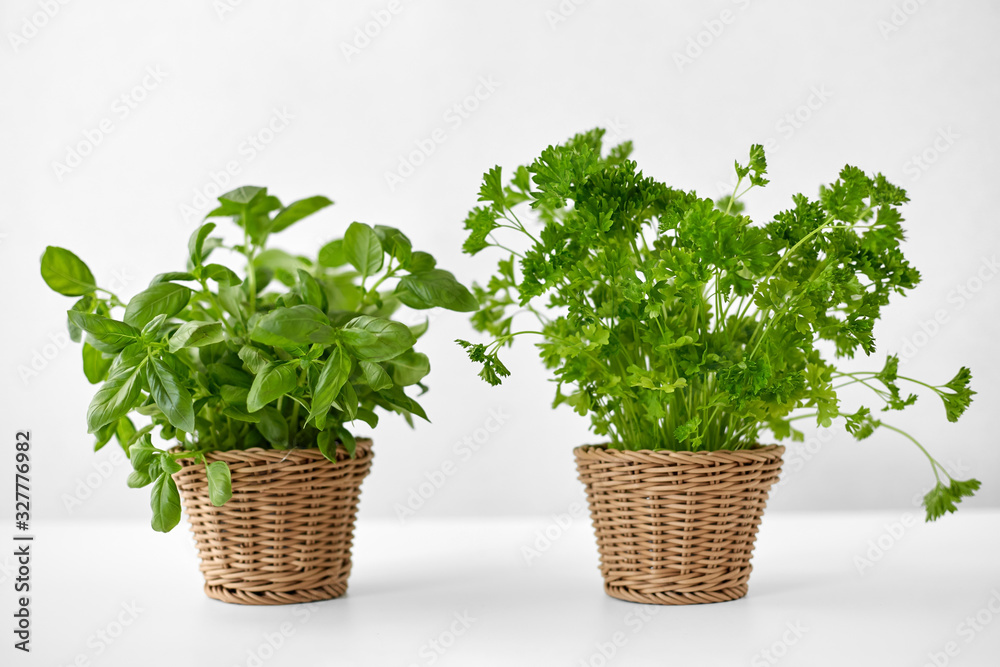 healthy eating, gardening and organic concept - green basil and parsley herbs in wicker baskets on table healthy eating, gardening and organic concept - green basil and parsley herbs in wicker baskets on table