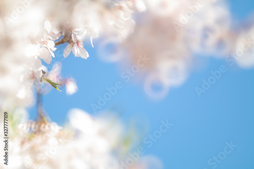 Almond trees with blue sky