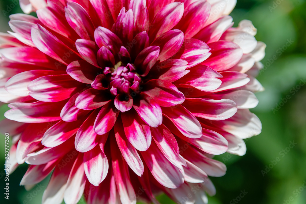 Fototapeta premium red aster flower on a blurred background