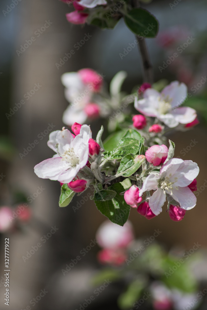 flowering apple trees in spring flowering apple trees in spring