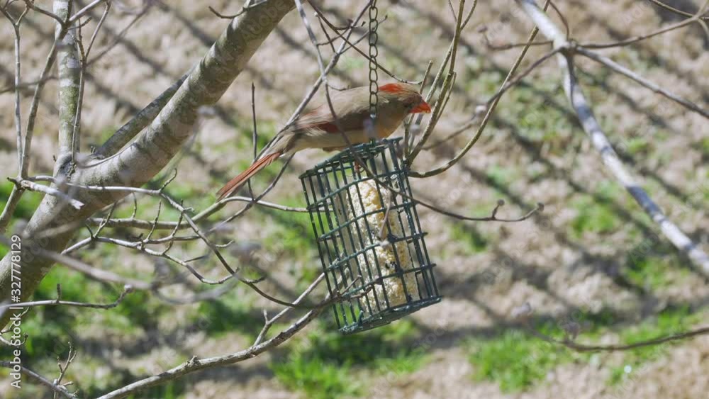Female Northern Cardinal eating at a suet bird-feeder during late-winter in South Carolina. Slow Motion. Clip H Female Northern Cardinal eating at a suet bird-feeder during late-winter in South Carolina. Slow Motion. Clip H