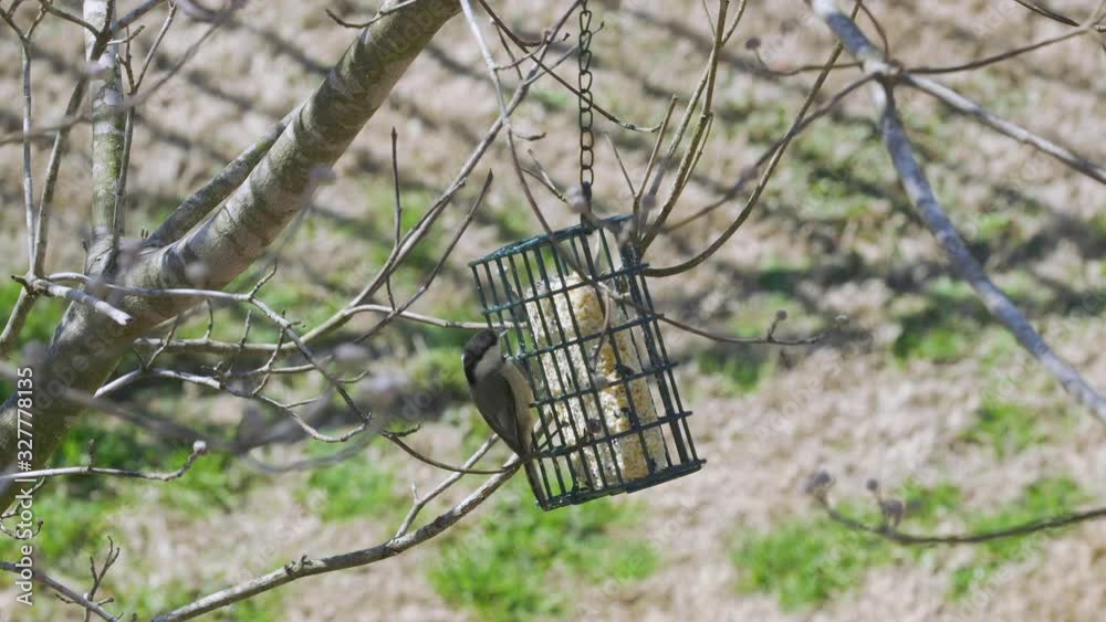 Carolina Chickadee at a suet bird-feeder during late-winter in South Carolina. Slow motion. Clip E Carolina Chickadee at a suet bird-feeder during late-winter in South Carolina. Slow motion. Clip E