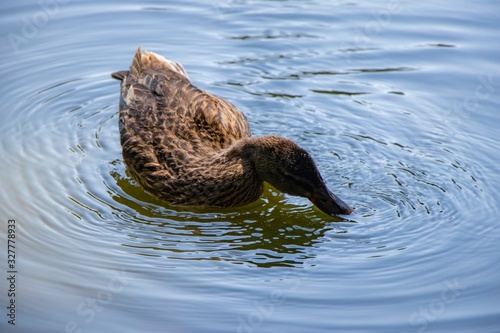 Ente Teich