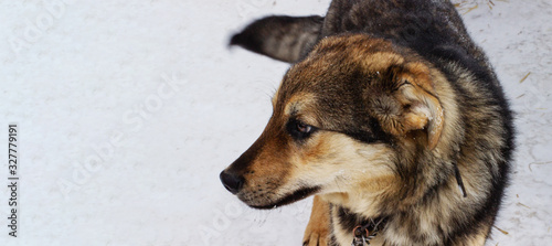 Banner. Portrait of a beautiful yard dog on a leash in the yard. Black-brown dog with thick coat in winter. The village dog looks away. copy space  dog food  veterinary clinic  animal shelter