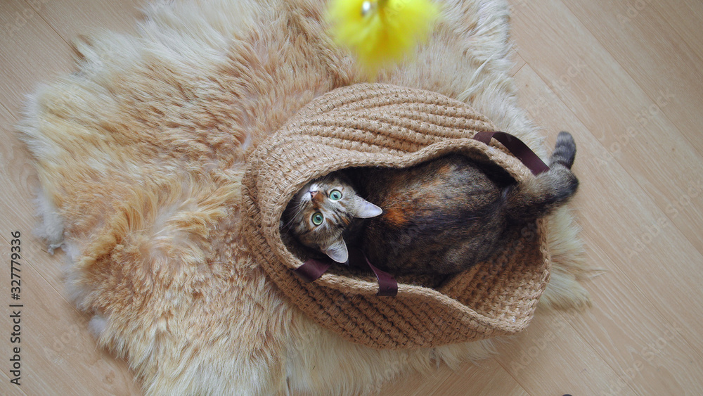 Domestic Cat sitting in linen basket hunting for yellow feather toy.