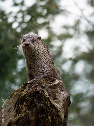otter portrait