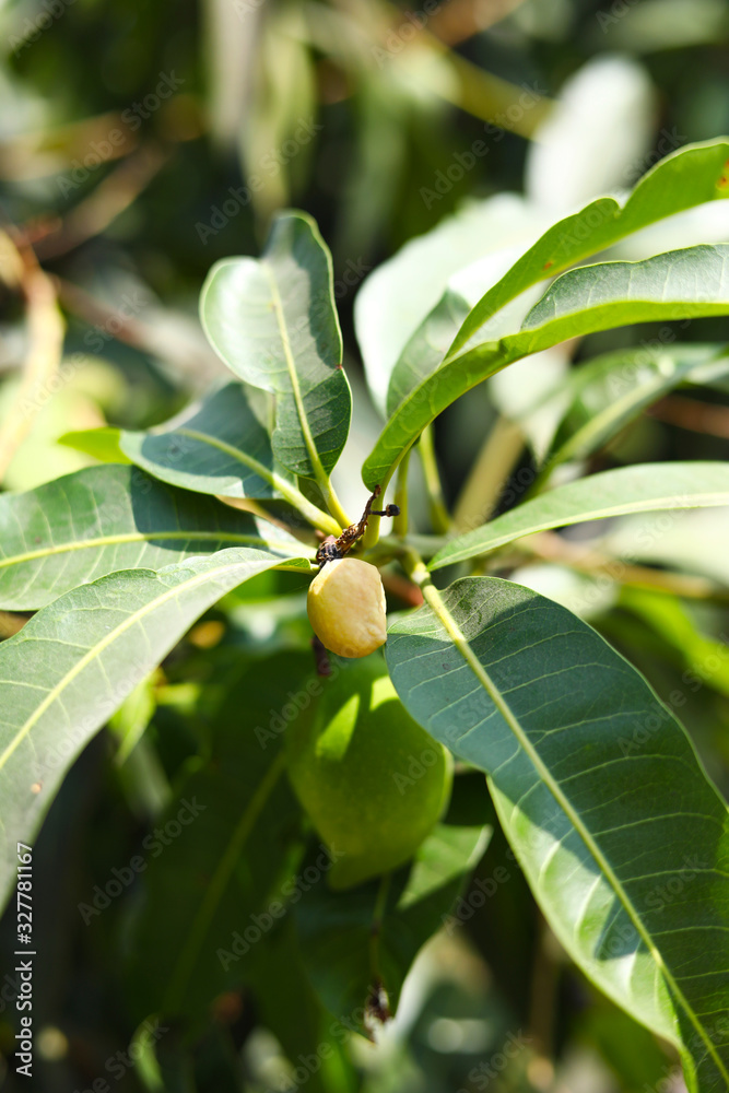 Fresh green mangoes on a mango tree. Fresh green mangoes on a mango tree.