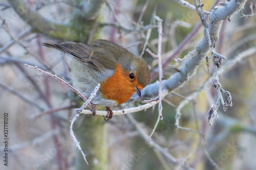 European robin  Erithacus rubecula  perched on a tree branch on a uniform background.