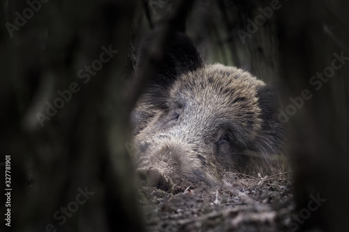 One of wild boar (Sus scrofa - wild swine - Eurasian wild pig - wild pigs) in his natural environment in european forest in late autumn. Male large animals sleeping on the ground.