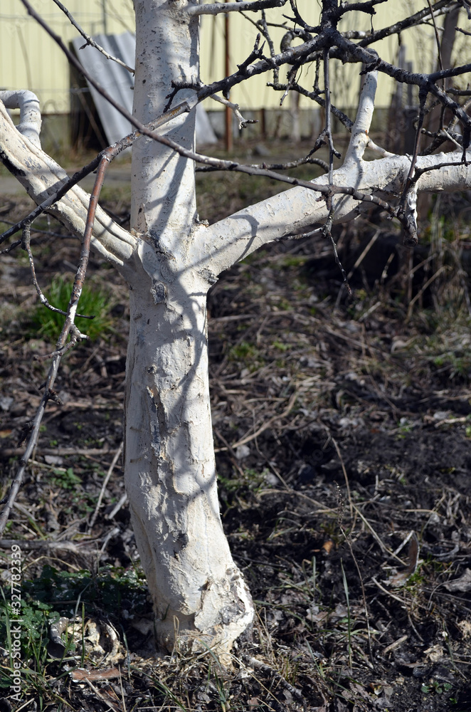 Spring seasonal work. Painting, whitewashing of tree trunks with lime to protect against pests. Crop protection. Spring whitewashing of trees. Typical Spring Country Landscape Spring seasonal work. Painting, whitewashing of tree trunks with lime to protect against pests. Crop protection. Spring whitewashing of trees. Typical Spring Country Landscape
