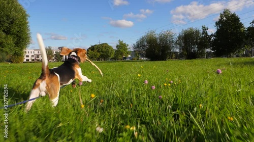 Happy young dog run at green grass with stick, bouncy rush away, POV camera follow behind. Sunny pet tease chaser by wooden branch. Happiness and carefree concept. Funny long ears fly in air photo