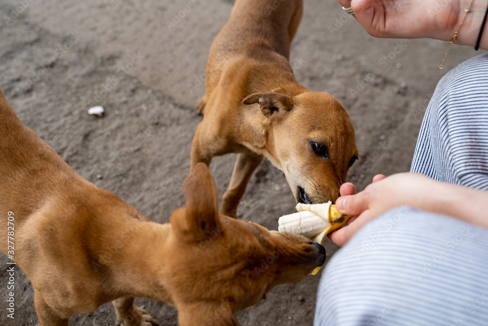 Φωτογραφία Woman feeds two stray puppies a banana from her hand, focus on one dog