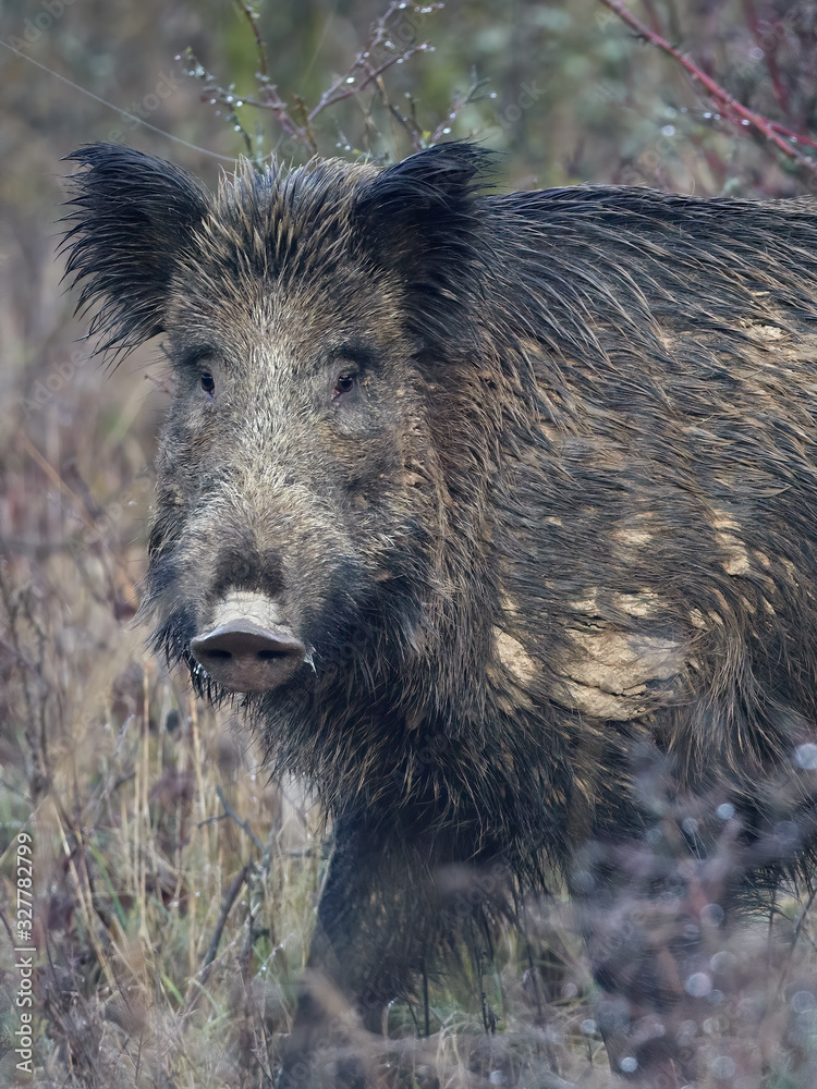 Alert male wild boar, sus scrofa, standing fierceful on a meadow in autumn. Front view of dangerous aggressive mammal in wilderness. Concept of animal danger in nature. Alert male wild boar, sus scrofa, standing fierceful on a meadow in autumn. Front view of dangerous aggressive mammal in wilderness. Concept of animal danger in nature.
