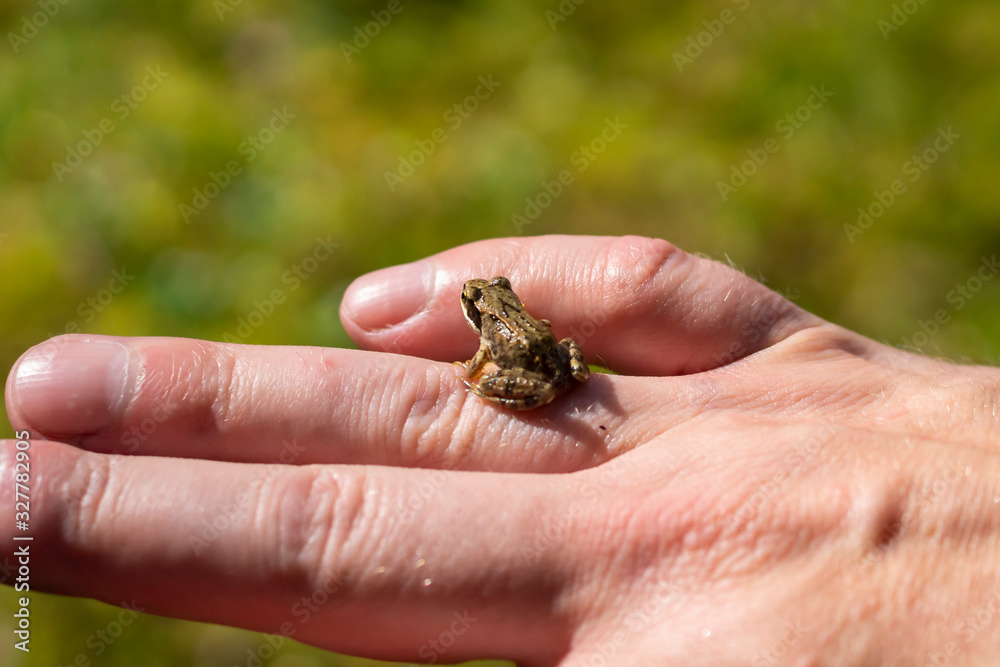 Tiny wild frog on arm of male on a sunny day