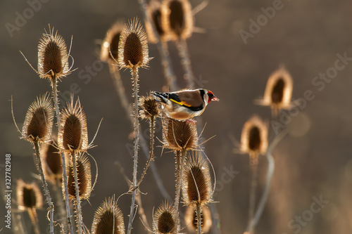 Feeding bird at sunset. European goldfinch or simply goldfinch (Carduelis carduelis) feed with wild teasel or fuller's teasel (Dipsacus fullonum) seeds. photo