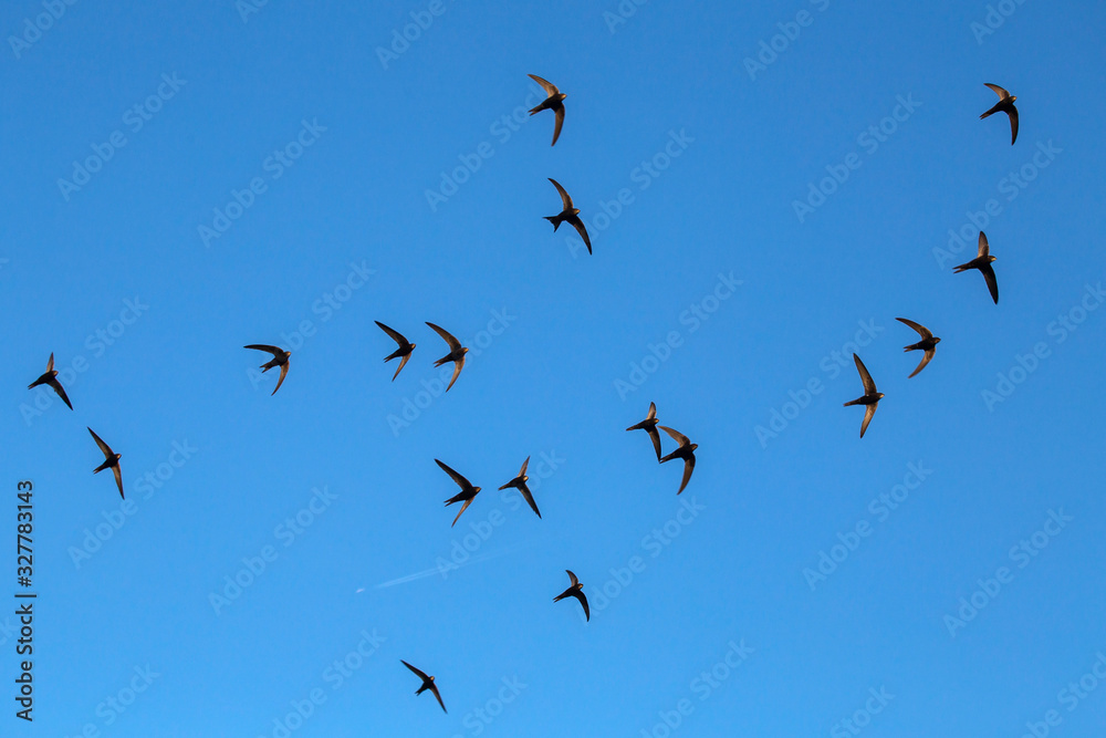 A flock of  flying black swifts. Common Swift (Apus apus).