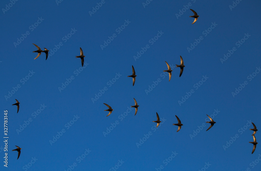 A flock of flying black swifts. Common Swift (Apus apus). A flock of flying black swifts. Common Swift (Apus apus).
