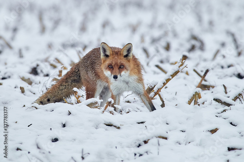 Red fox  Vulpes vulpes  with a bushy tail isolated on white background hunting in the freshly fallen snow. Winter scene with animals.