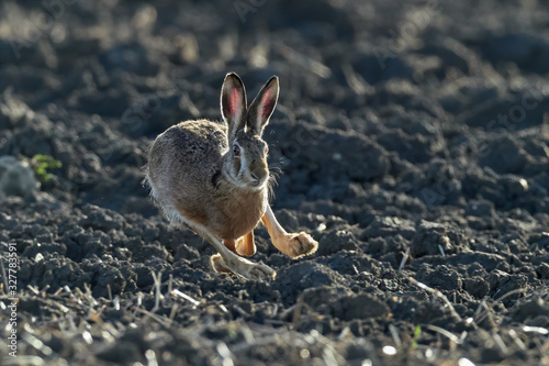 Brown European hare is running in the beautiful light on brown field,european wildlife, wild animal in the nature habitat, lepus europaeus.