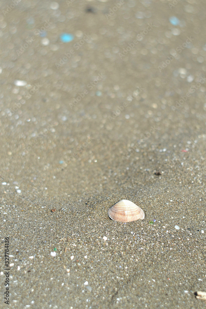 Seashell on white sand beach - vertical shoot. Seashell on white sand beach - vertical shoot.