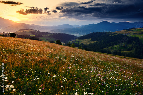 wildflowers  meadow and golden sunset in carpathian mountains - beautiful summer landscape  spruces on hills  dark cloudy sky and bright sunlight