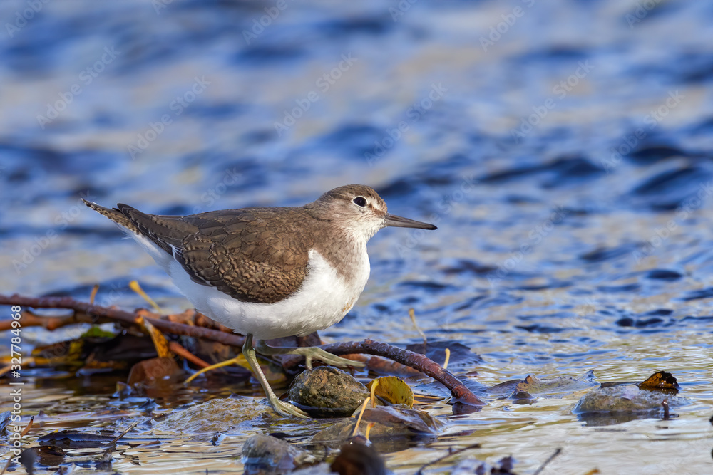 Common sandpiper (Actitis hypoleucos) is a bird species from the family Scolopacidae, of the genus Actitis. This bird is a type of crustacean-eating birds, insects, invertebrates Common sandpiper (Actitis hypoleucos) is a bird species from the family Scolopacidae, of the genus Actitis. This bird is a type of crustacean-eating birds, insects, invertebrates