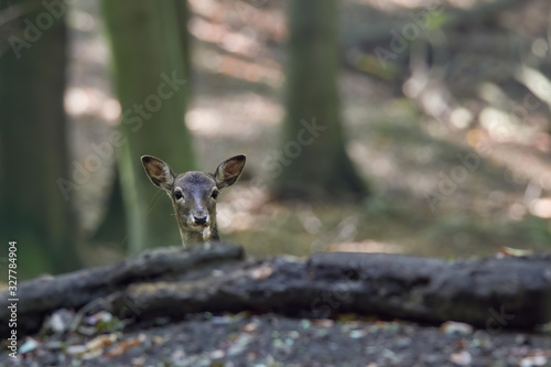Young fallow deer calves (Cervus dama / Dama dama) in autumn forest.