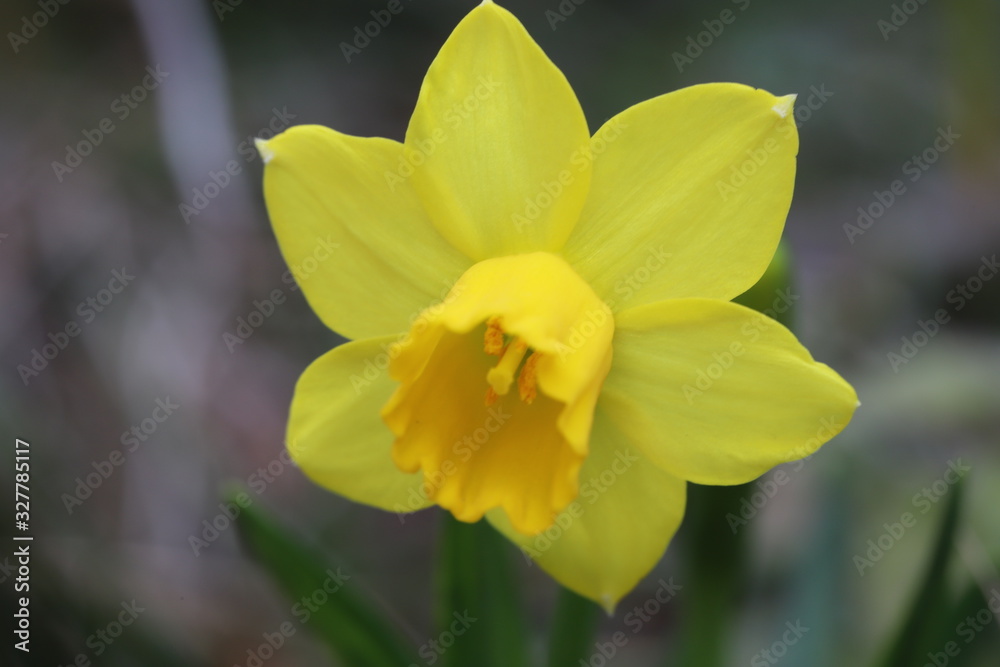 ミニスイセン（テターテート）の黄色い花