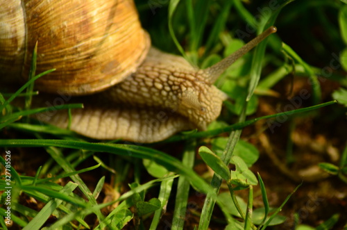 snail in the garden on the grass photo