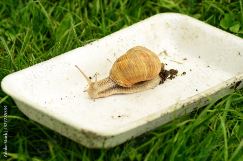 Top view Snail on Gray background. photo