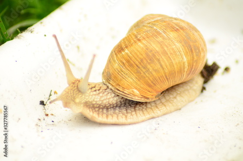 Top view Snail on Gray background. photo