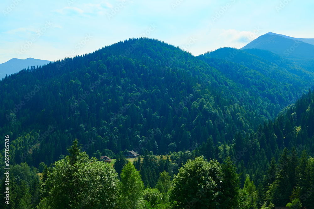 wild nature, summer landscape in carpathian mountains, wildflowers and meadow, spruces on hills, beautiful cloudy sky