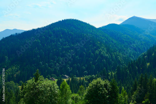 wild nature, summer landscape in carpathian mountains, wildflowers and meadow, spruces on hills, beautiful cloudy sky