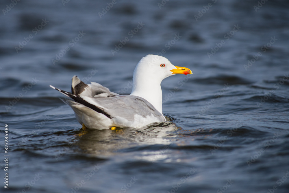 Caspian gull Larus cachinnans on river Volga Caspian gull Larus cachinnans on river Volga