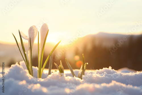 Beautiful crocuses growing through snow, space for text. First spring flowers photo