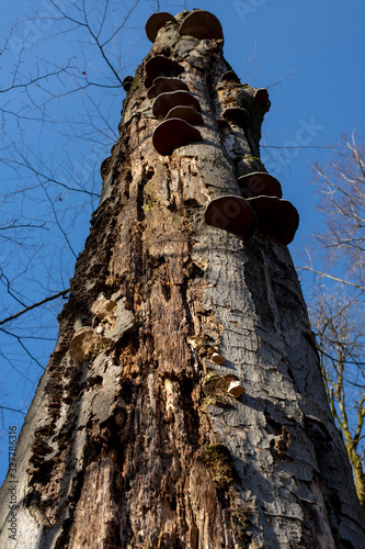 Zunderschwämme an abgestorbener Buche vor blauem Himmel in der Frühlingssonne photo